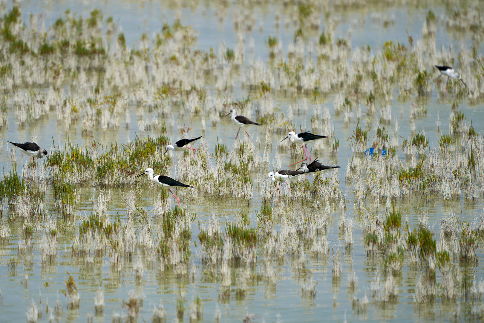 Black-winged stilt