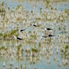 Black-winged stilt