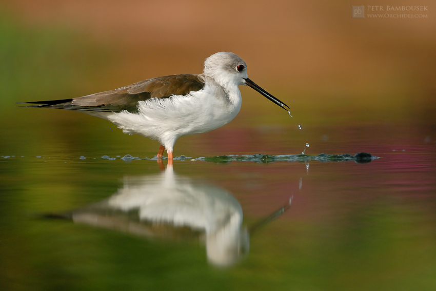 Black-winged stilt