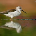 Black-winged stilt