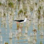 Black-winged stilt