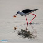 Black-winged Stilt