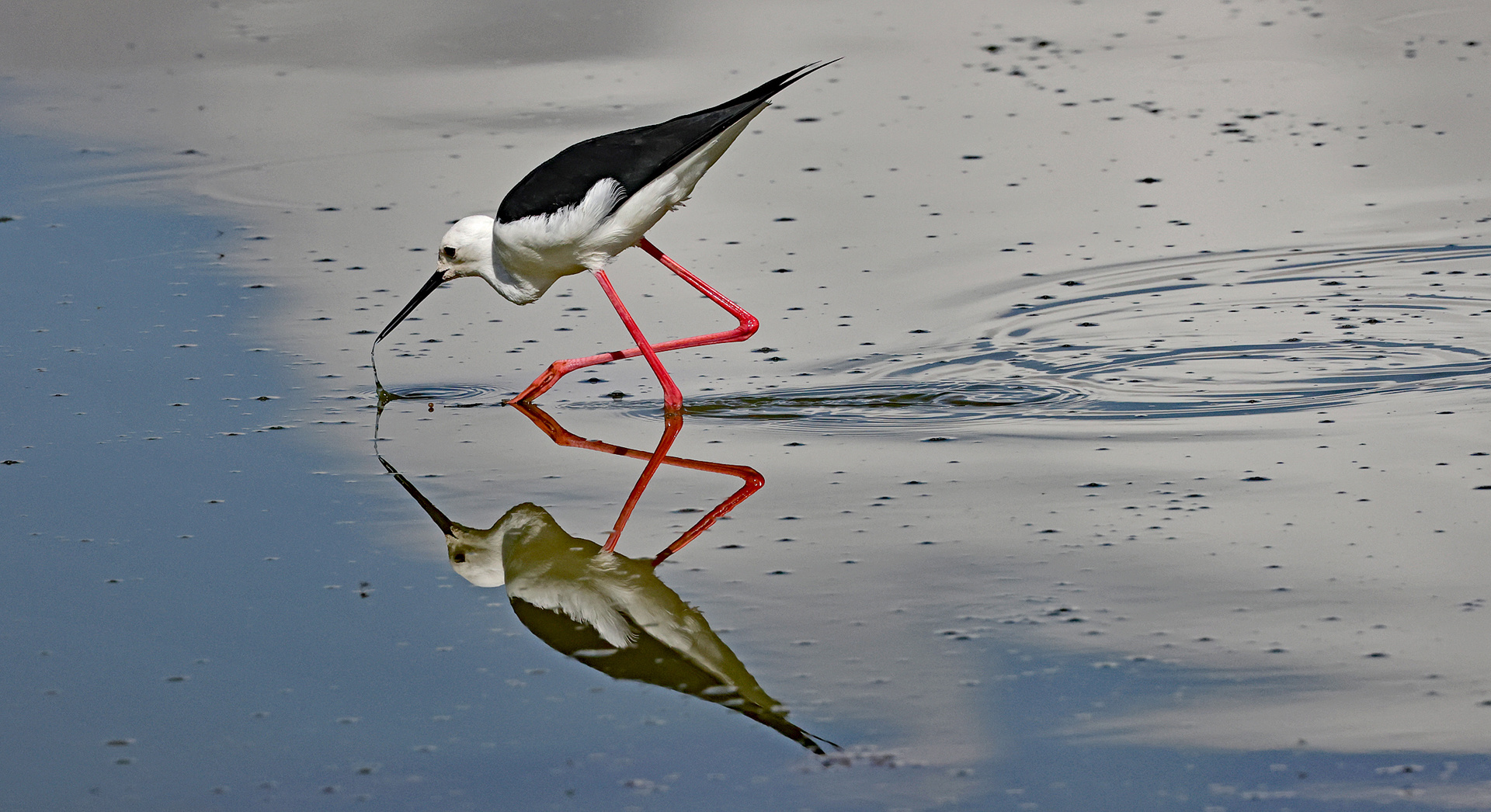 Black-winged Stilt ( Himantopus himantopus )