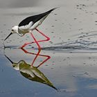 Black-winged Stilt ( Himantopus himantopus )