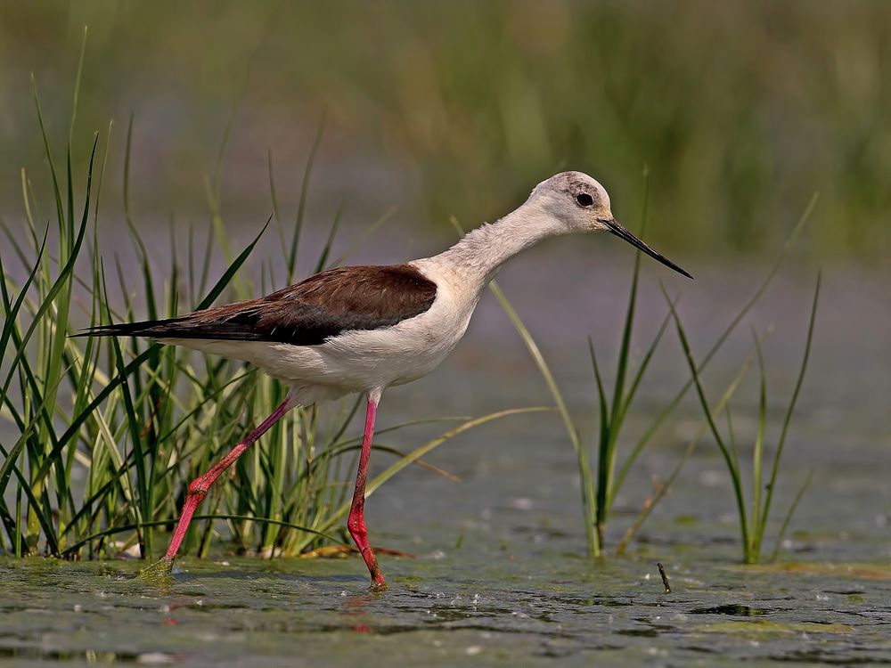 Black-winged Stilt II