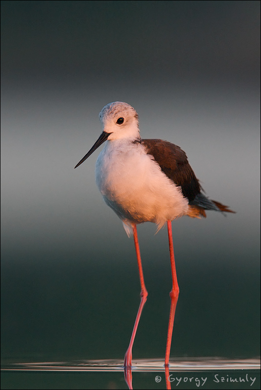 Black-winged Stilt in early lights