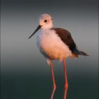 Black-winged Stilt in early lights