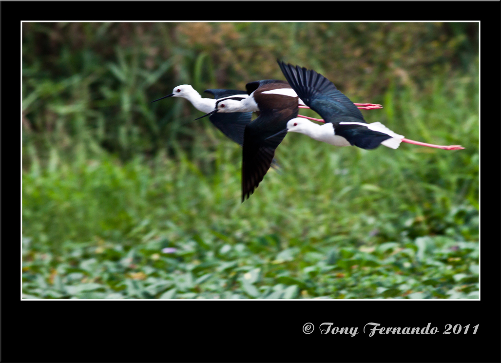 Black-winged Stilts or Common Stilts (Himantopus himantopus)