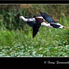 Black-winged Stilts or Common Stilts (Himantopus himantopus)