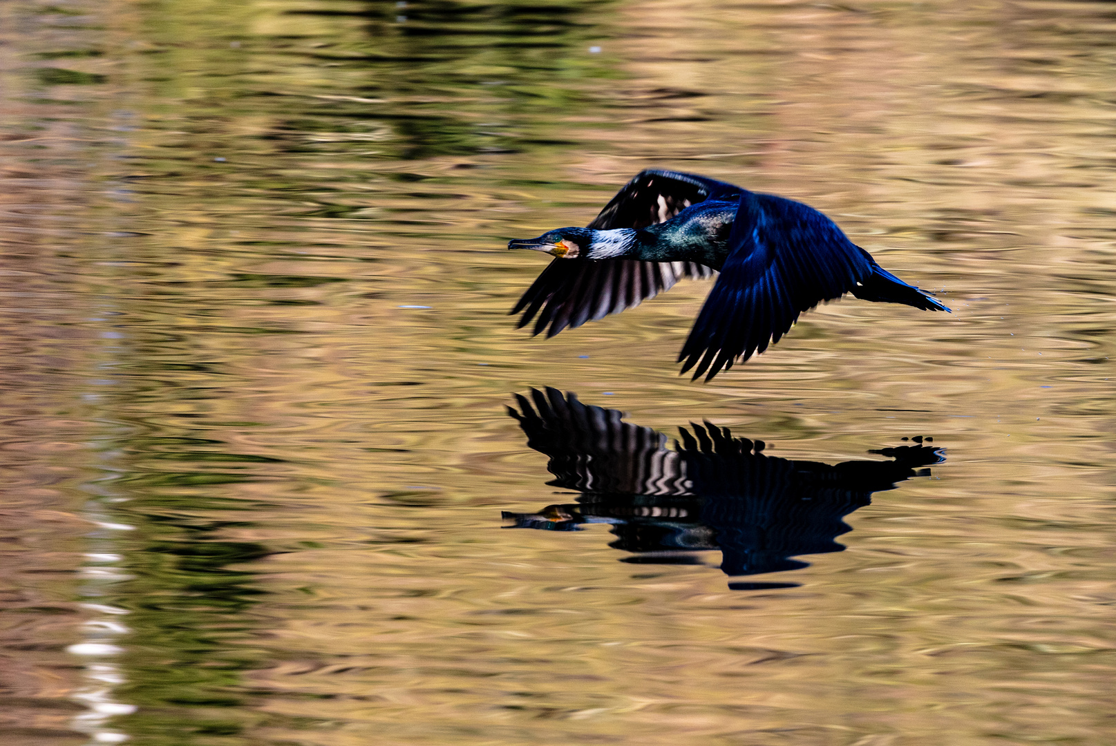 Black wings over golden water 