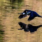 Black wings over golden water 