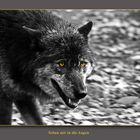 Black Wolf