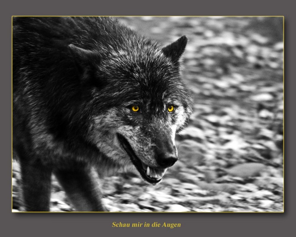 Black Wolf