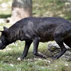 Black wolf