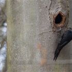 Black Woodpecker