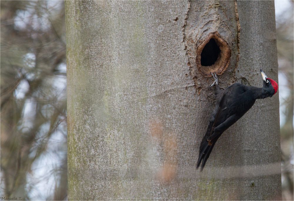 Black Woodpecker