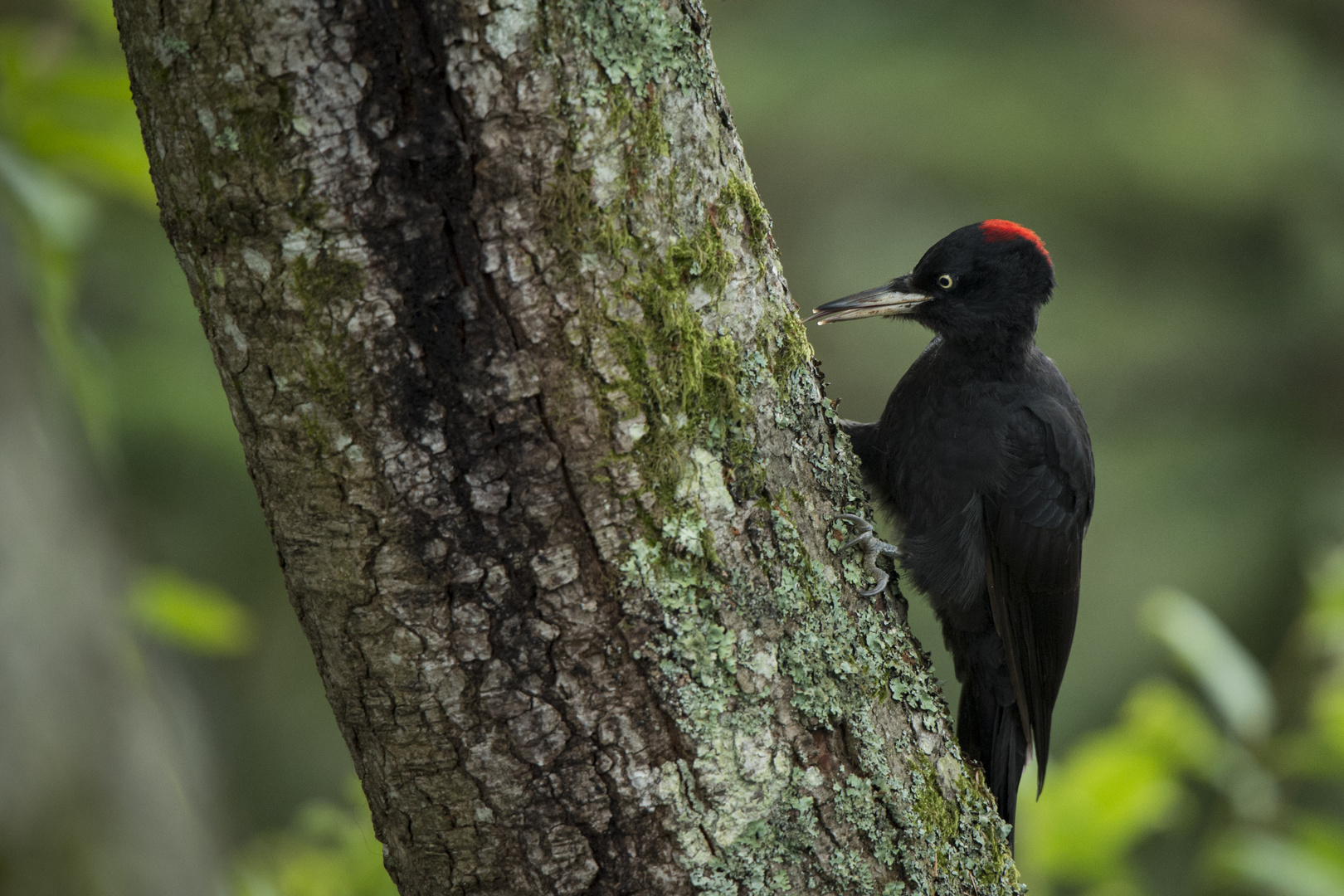 Black woodpecker