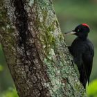 Black woodpecker