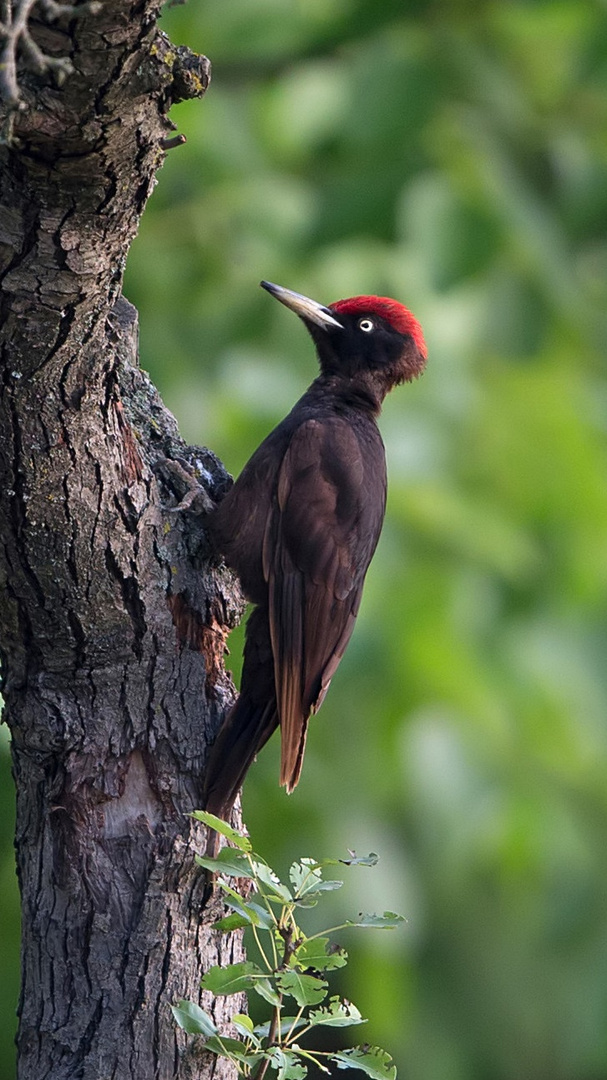 black woodpecker, male