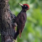 black woodpecker, male