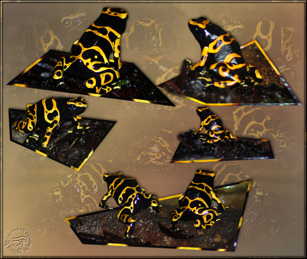 Black Yellow Frog Collage