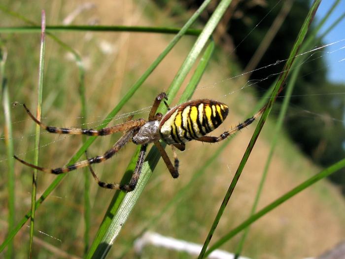 black-yellow in stripes