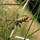 black-yellow in stripes