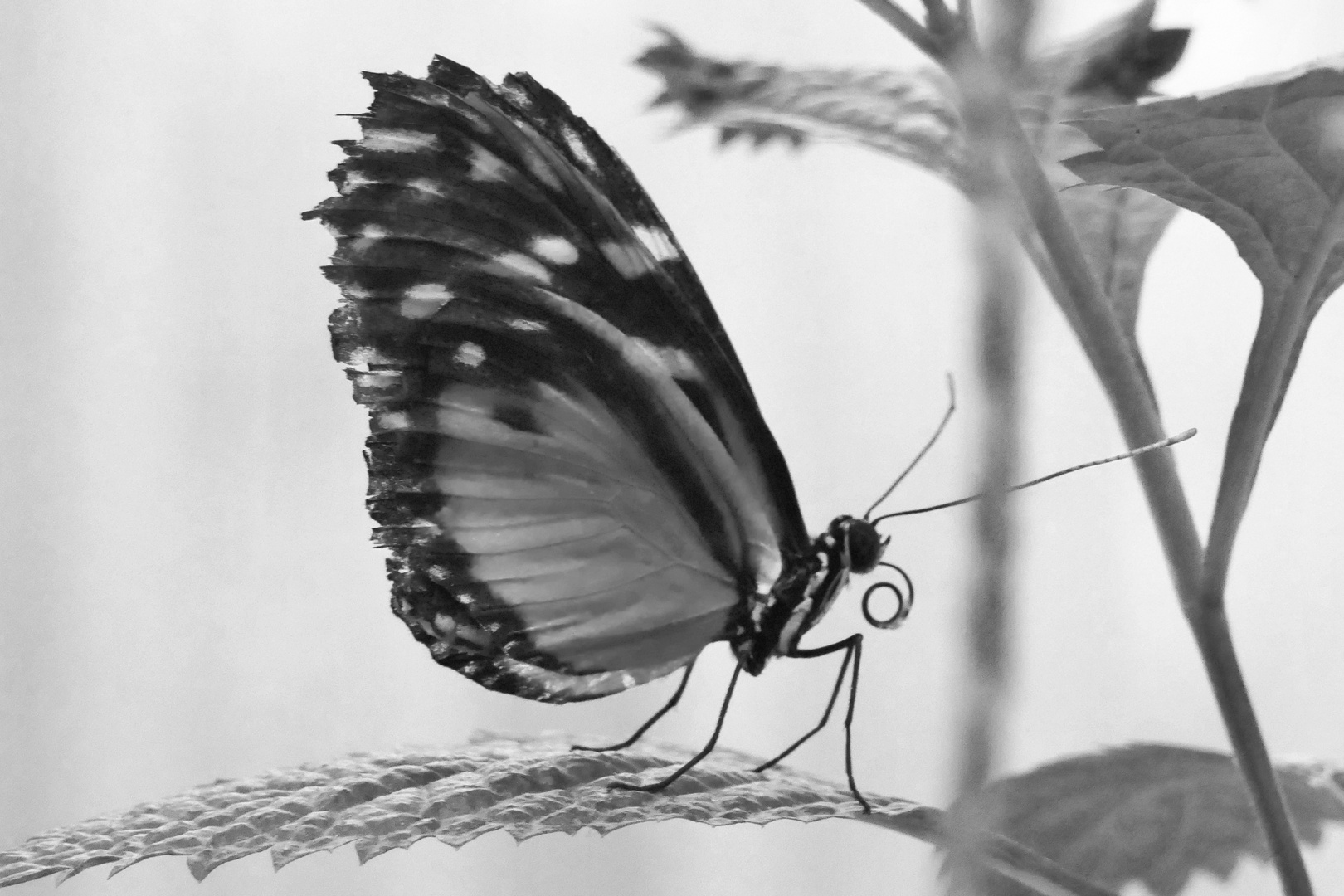 blackandwhite butterfly 