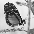 blackandwhite butterfly 