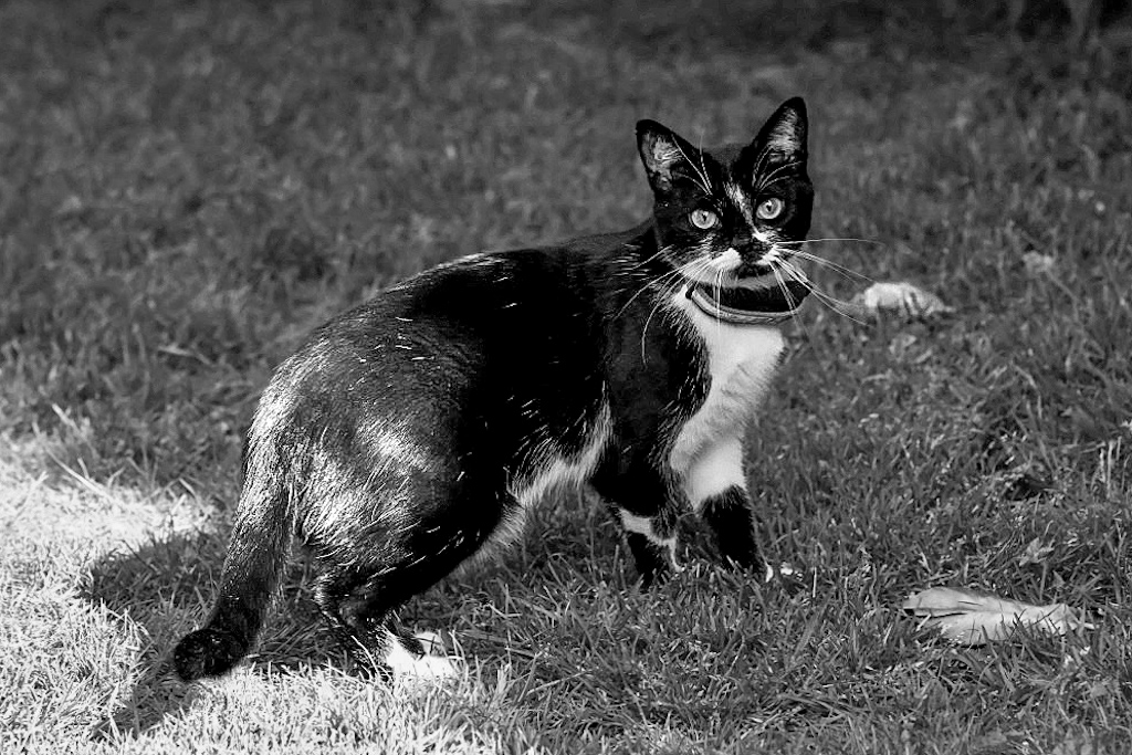 Blackandwhite Cat 