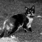 Blackandwhite Cat 