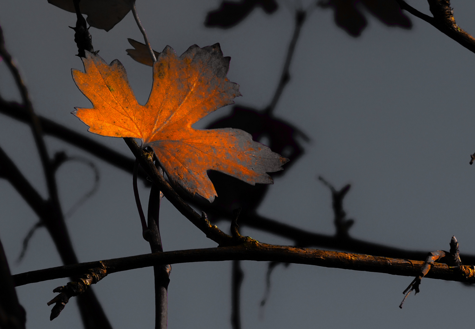 blackart - herbst ...