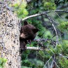 Blackbear Cub