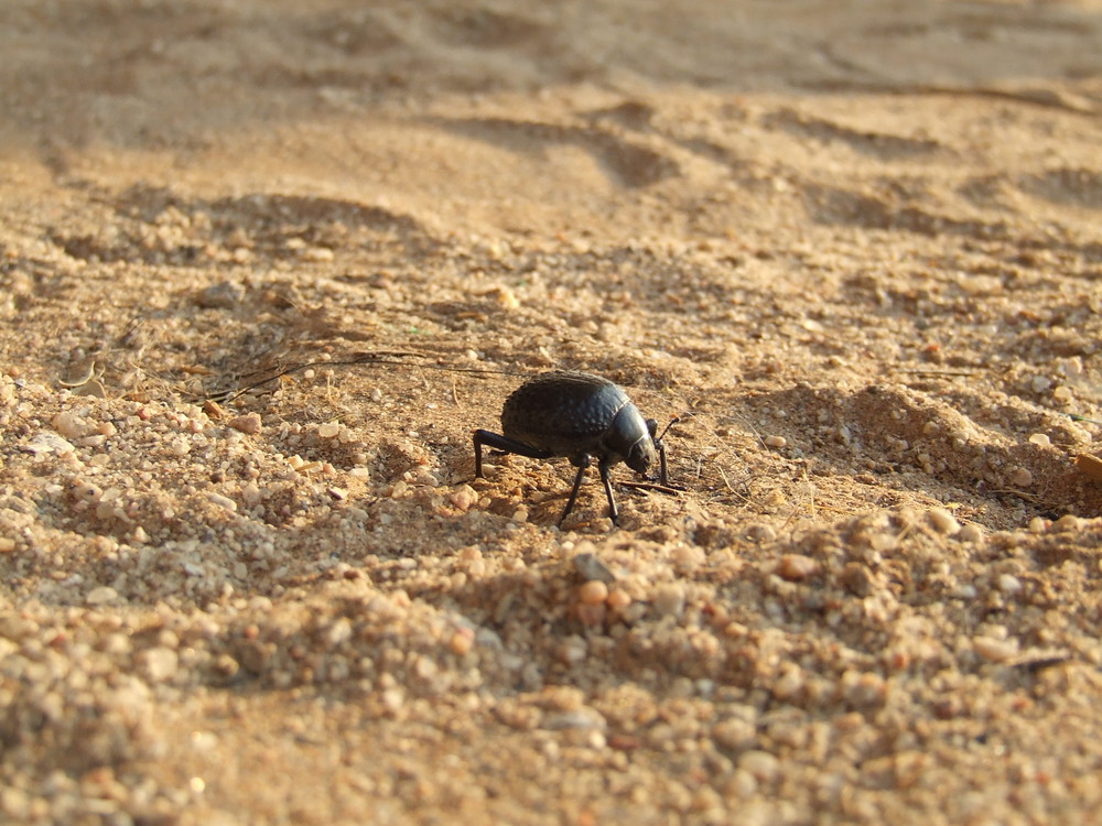 Blackbeatle