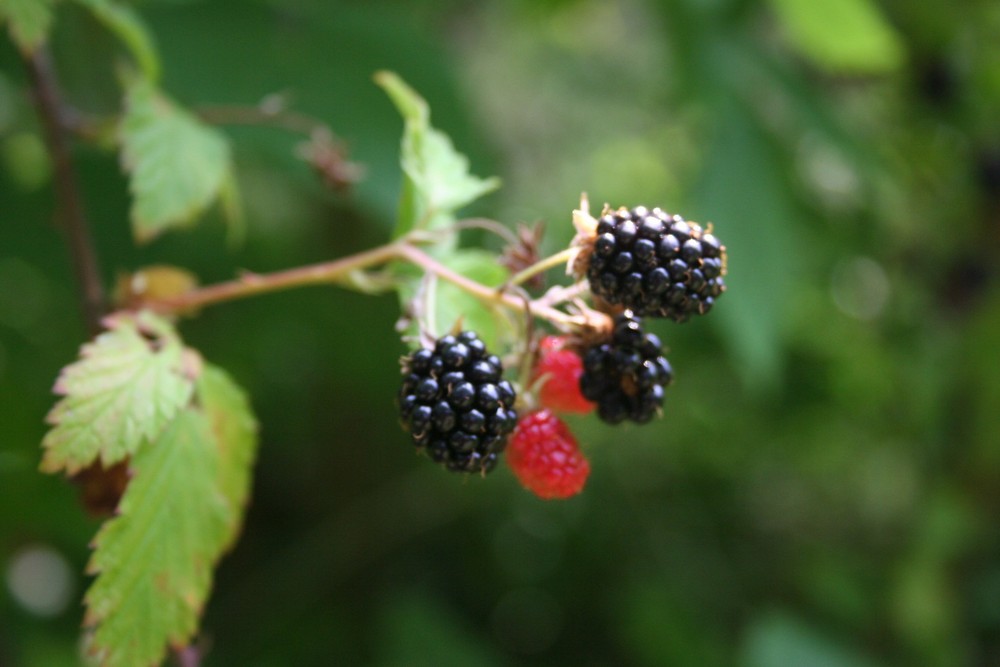 Blackberries