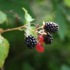 Blackberries