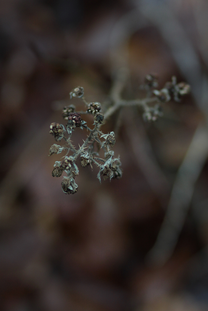 blackberries