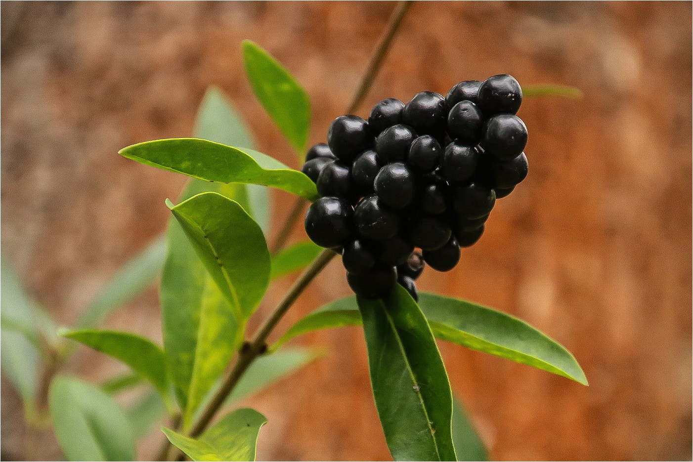 Blackberry (1)