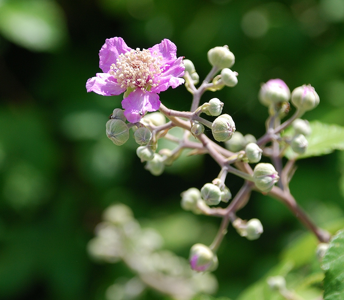 Blackberry Blossom