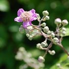 Blackberry Blossom