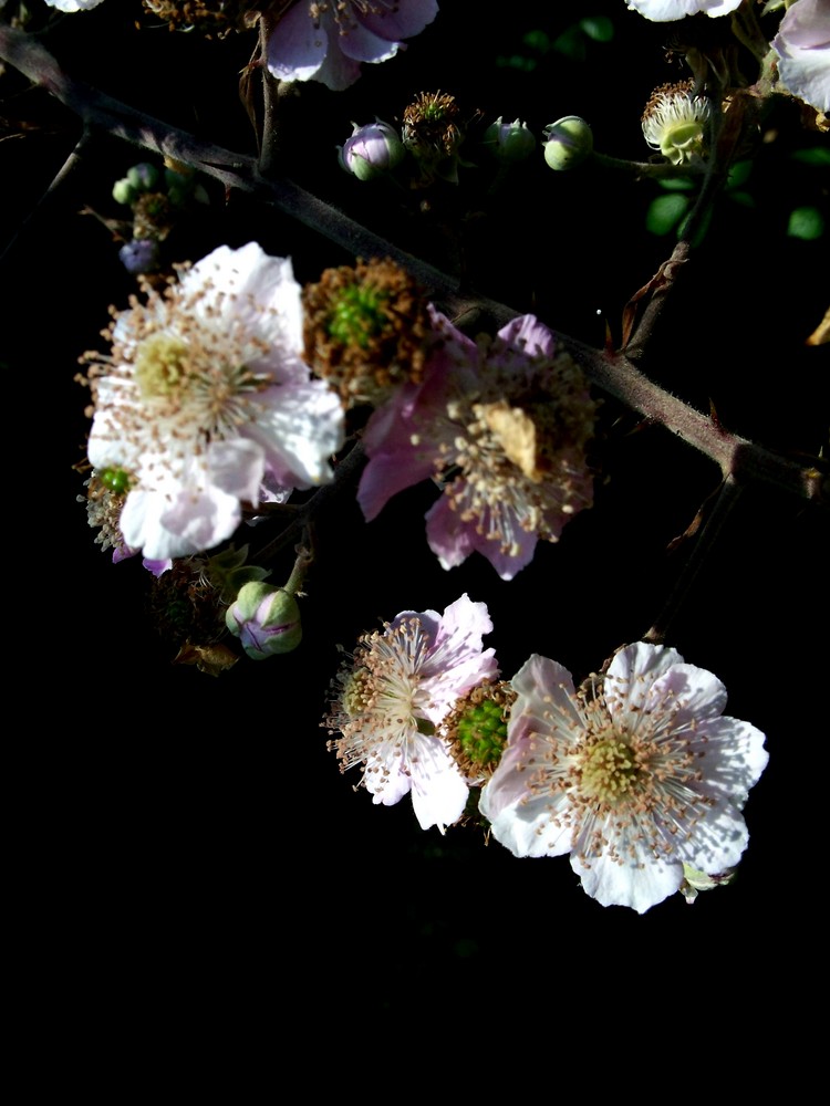 Blackberry Blossom