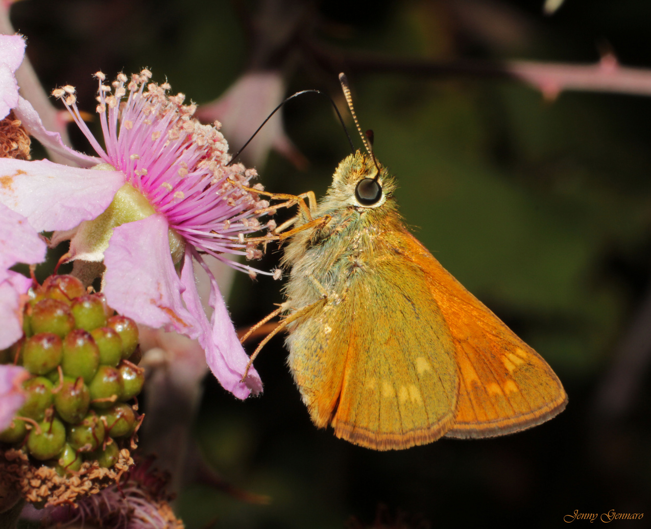 Blackberry Butterfly