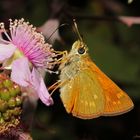 Blackberry Butterfly