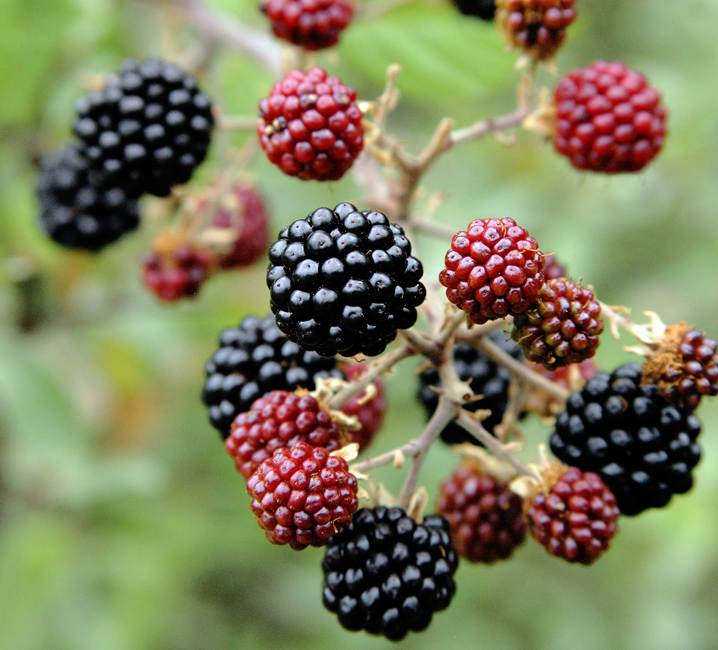 blackberry jam
