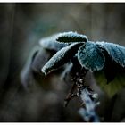 blackberry leaf