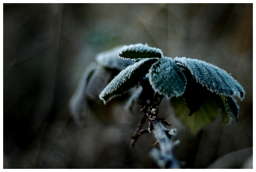 blackberry leaf