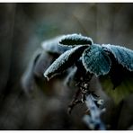 blackberry leaf