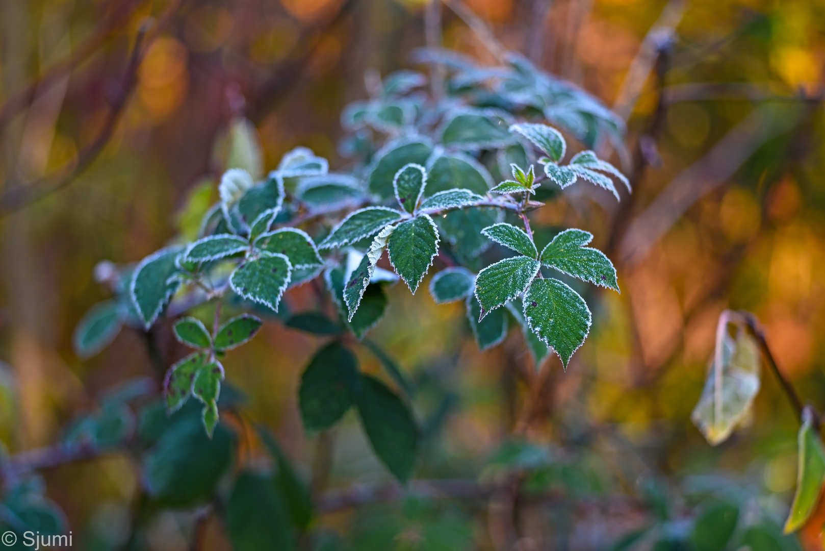 Blackberry leaves