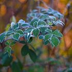 Blackberry leaves