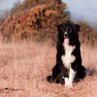 BlackBi Hündin - Australian Shepherd